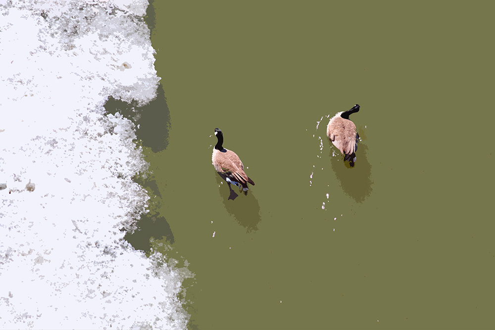 Geese and Ice